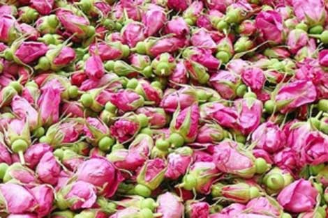 玫瑰花生產(chǎn)線